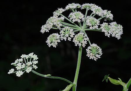 Angelica_venenosa_inflorescence3.jpg