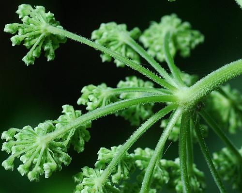 Angelica_venenosa_inflorescence4.jpg