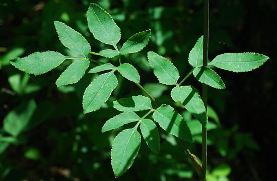 Angelica_venenosa_leaf.jpg