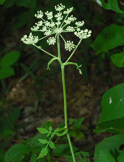 Angelica_venenosa_plant.jpg