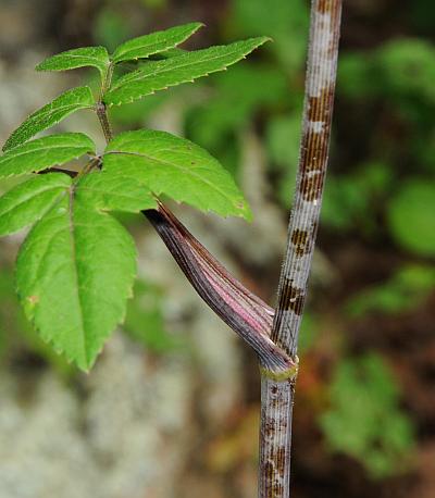 Angelica_venenosa_stem.jpg