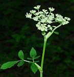 Angelica venenosa thumbnail