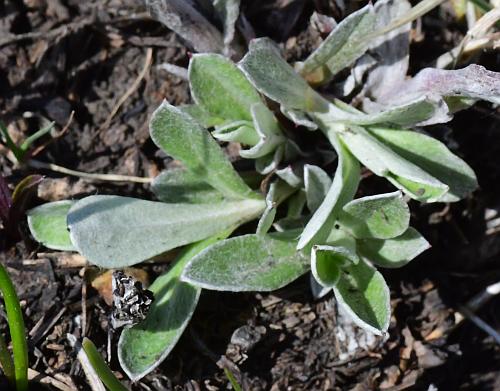 Antennaria_neglecta_basals.jpg