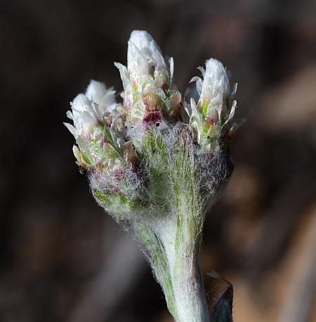 Antennaria_neglecta_inflorescence.jpg