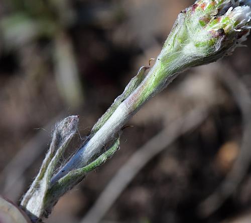 Antennaria_neglecta_stem.jpg