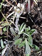 Antennaria neglecta thumbnail