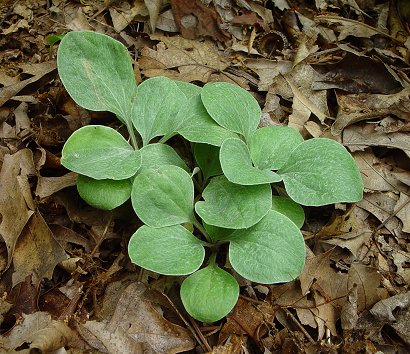 Antennaria_parlinii_basals.jpg