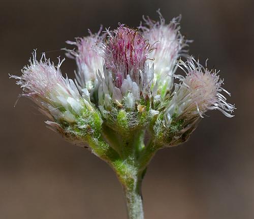 Antennaria_parlinii_pistillate1.jpg