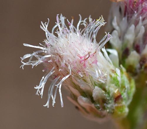 Antennaria_parlinii_pistillate2.jpg