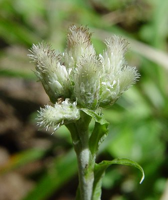 Antennaria_parlinii_pistillate_inflorescence.jpg