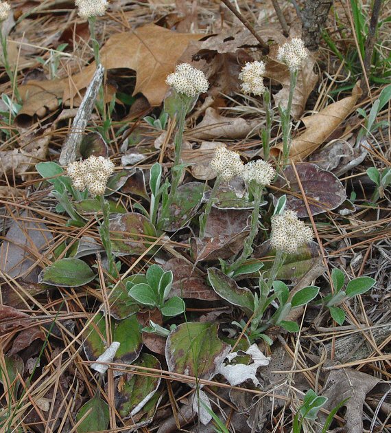 Antennaria_parlinii_plant.jpg