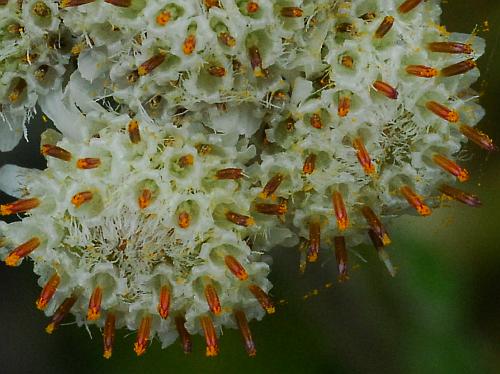 Antennaria_parlinii_staminate2.jpg