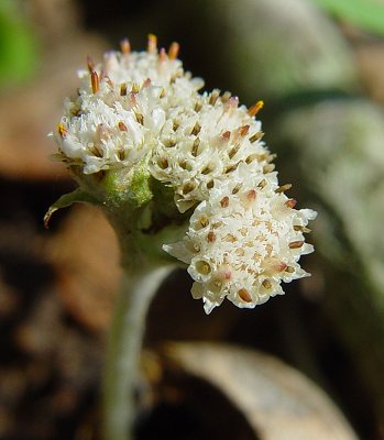 Antennaria_parlinii_staminate_flowers.jpg