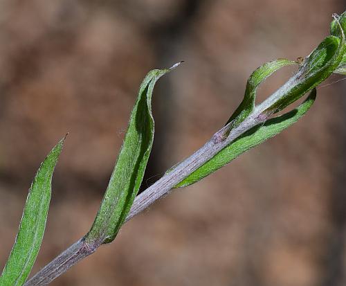 Antennaria_parlinii_stem.jpg