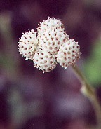 Antennaria parlinii thumbnail