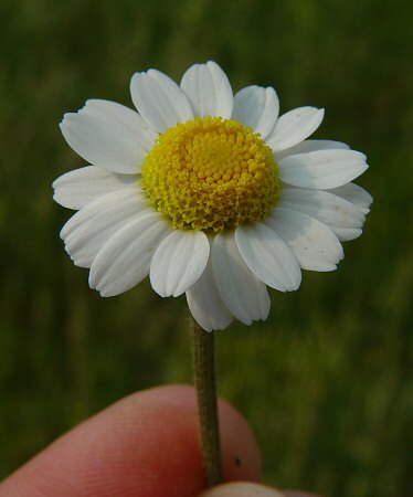 Anthemis_arvensis_flowers.jpg