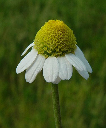 Anthemis_arvensis_flowers2.jpg