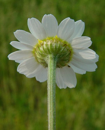 Anthemis_arvensis_involucre.jpg