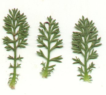 Anthemis_arvensis_leaves.jpg