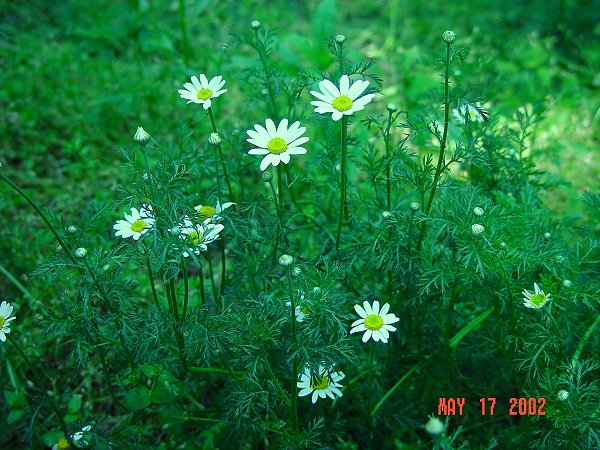 Anthemis_arvensis_plant.jpg