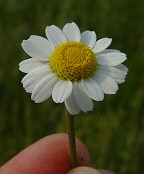 Anthemis arvensis thumbnail