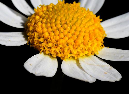 Anthemis_cotula_florets.jpg