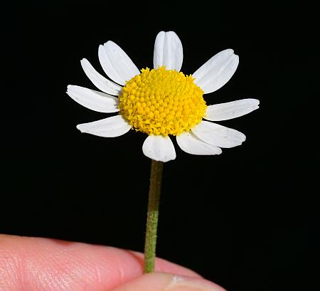 Anthemis_cotula_head1.jpg