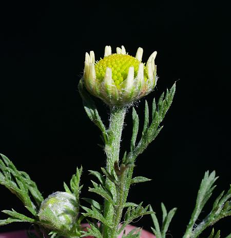 Anthemis_cotula_head2.jpg