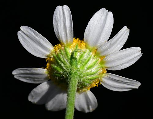 Anthemis_cotula_involucre.jpg