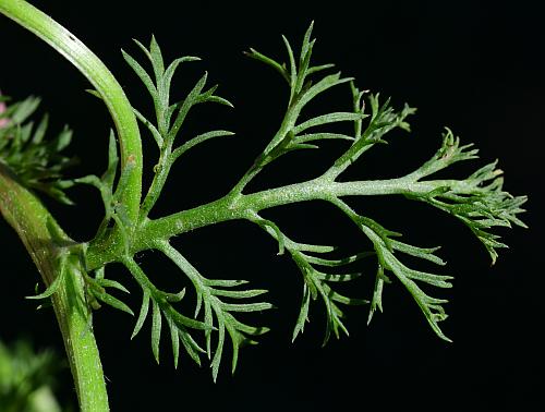 Anthemis_cotula_leaf1.jpg