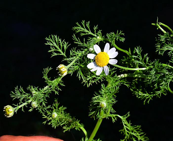 Anthemis_cotula_plant.jpg