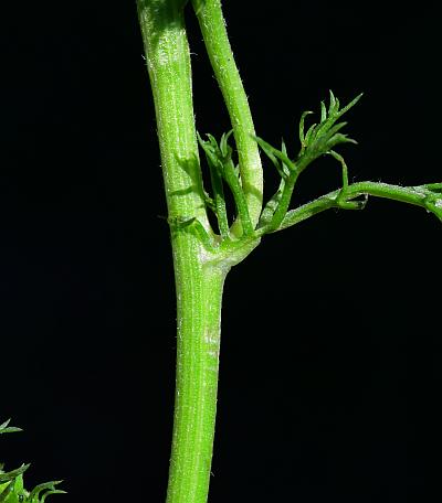 Anthemis_cotula_stem1.jpg