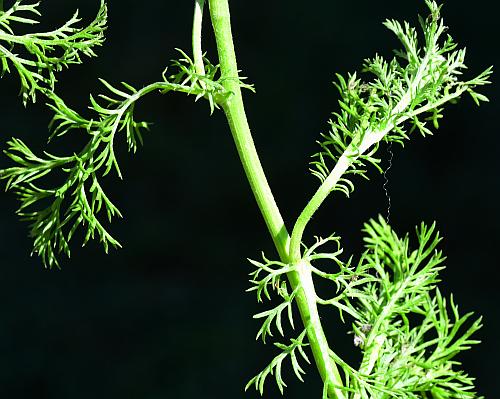 Anthemis_cotula_stem2.jpg