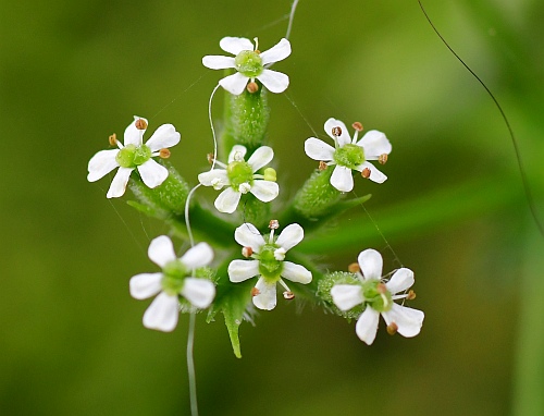 Anthriscus_caucalis_flowers.jpg