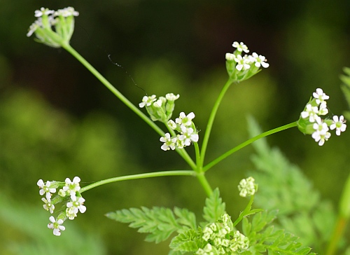 Anthriscus_caucalis_inflorescence.jpg