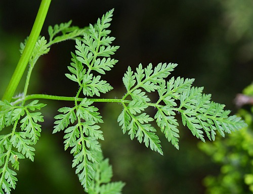 Anthriscus_caucalis_leaf1.jpg