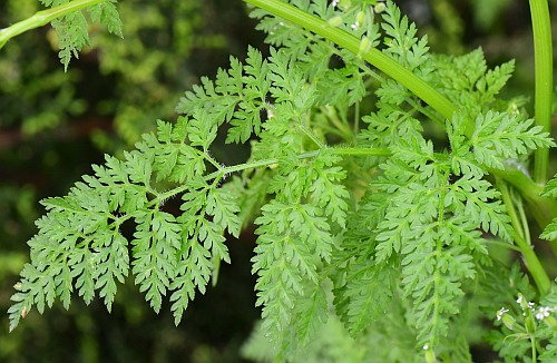 Anthriscus_caucalis_leaf1a.jpg