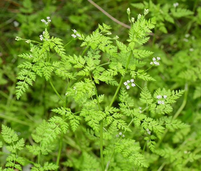 Anthriscus_caucalis_plant.jpg