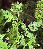 Anthriscus caucalis thumbnail
