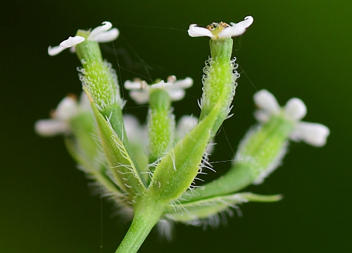 Anthriscus_caucalis_umbellet.jpg