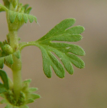 Aphanes_australis_leaf.jpg