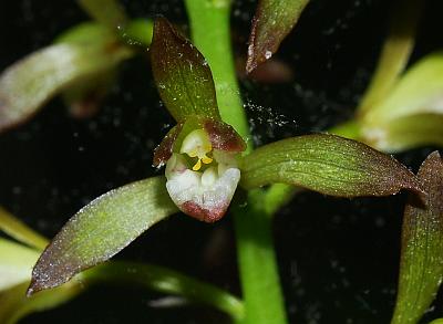 Aplectrum_hyemale_flower2.jpg