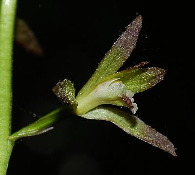 Aplectrum_hyemale_flower3.jpg