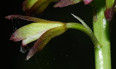 Aplectrum_hyemale_flower4.jpg