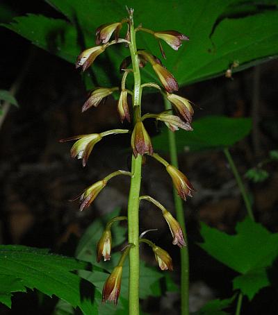 Aplectrum_hyemale_inflorescence.jpg