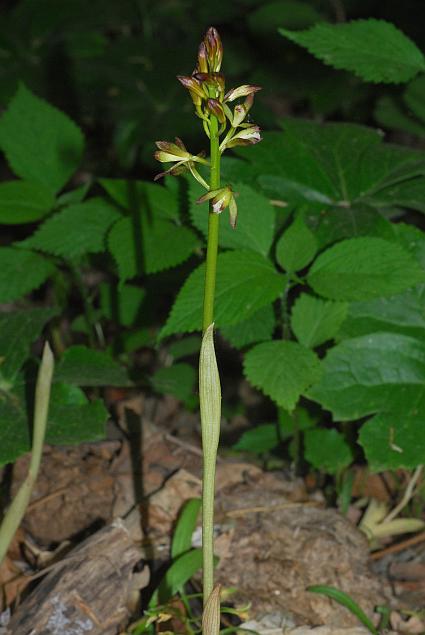 Aplectrum_hyemale_plant.jpg