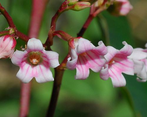 Apocynum_androsaemifolium_flowers.jpg