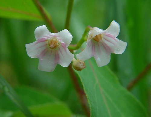 Apocynum_androsaemifolium_flowers2.jpg