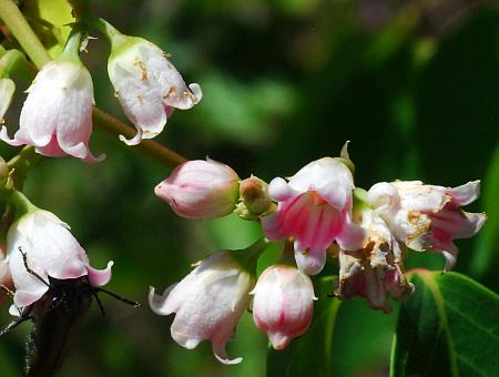 Apocynum_androsaemifolium_flowers3.jpg