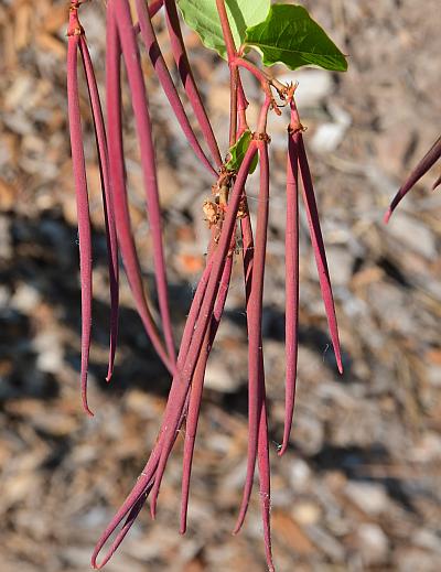 Apocynum_androsaemifolium_fruits.jpg